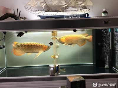 龍魚(yú)變紅的最好方法圖片視頻：如何讓龍魚(yú)變紅 紅龍魚(yú)百科 第4張