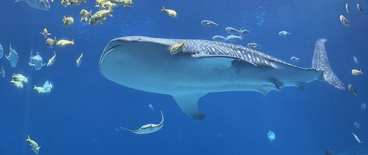 水族館附近有什么好吃的：上海海洋水族館附近甜品店，沖繩美麗海水族館美食排行榜