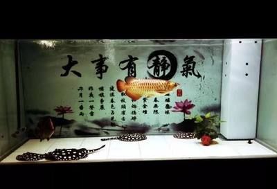 魟魚水質管理的日常技巧：[需手動填充]魚水質管理技巧 魟魚百科 第4張