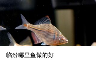 荊州觀賞魚批發(fā)市場(chǎng)：荊州魚缸批發(fā)市場(chǎng) 全國(guó)觀賞魚市場(chǎng) 第2張