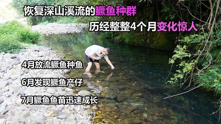 魟魚種質(zhì)改良最新研究：關(guān)于魟魚種質(zhì)改良的最新研究 魟魚百科 第1張