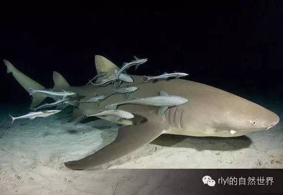 海龍魚生活在哪里最多的地方：海龍魚在陸地上能找到生存的空間嗎？ 水族問答