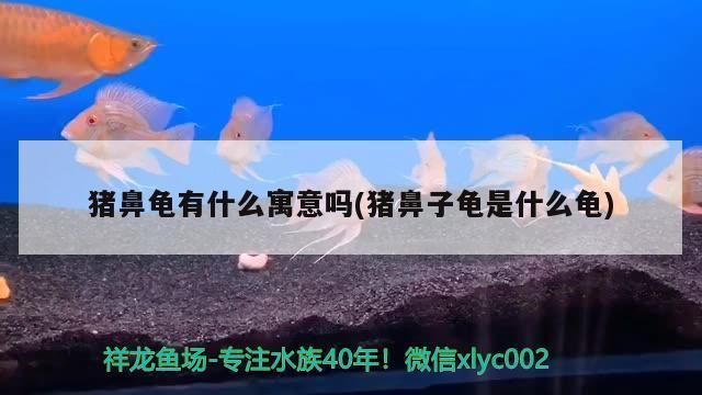 豬鼻龜有什么寓意和風(fēng)水：豬鼻子龜?shù)娘L(fēng)水學(xué)含意 豬鼻龜百科 第7張