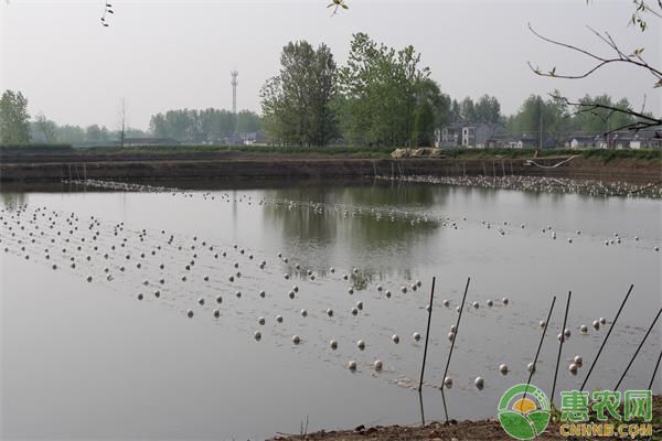 金頭過(guò)背金龍魚疾病防治方法：金頭過(guò)背金龍魚疾病的防治方法 金龍魚百科 第2張