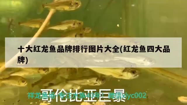 紅龍魚(yú)的四大品牌是哪四個(gè)品牌：紅龍魚(yú)的四大品牌 紅龍魚(yú)百科 第3張