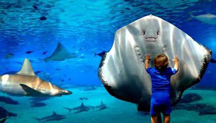 水族館英文翻譯：世界著名水族館介紹“水族館”翻譯成英文時存在多種可能的表達 水族館百科（水族館加盟） 第5張