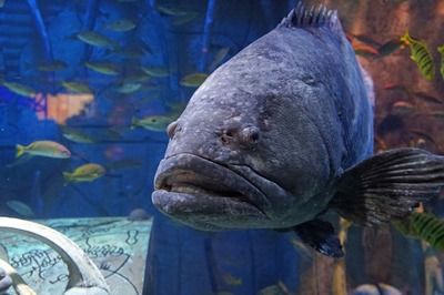 水族館中的魚類：上海海洋水族館中的魚類種類及其生活習(xí)性及其生活習(xí)性 水族館百科（水族館加盟） 第3張