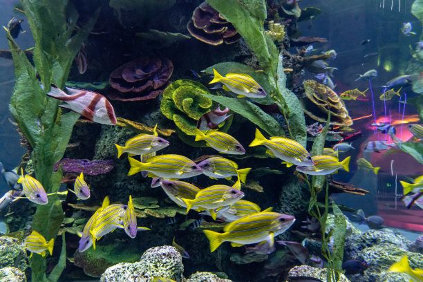 水族館中的魚類：上海海洋水族館中的魚類種類及其生活習(xí)性及其生活習(xí)性 水族館百科（水族館加盟） 第1張