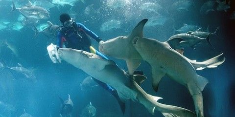 青島水族館門票價格：青島水族館特色展覽介紹青島水族館門票價格詳細信息 水族館百科（水族館加盟） 第4張