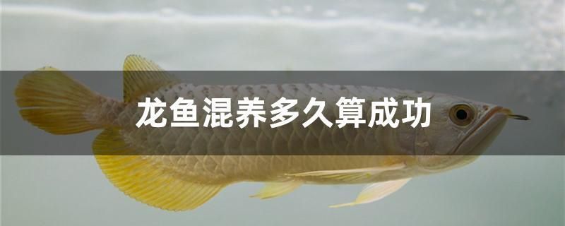 龍魚混養(yǎng)多久算成功：如何判斷龍魚混養(yǎng)成功率