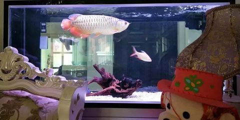 達(dá)州水族館：四川省達(dá)州市達(dá)州城市水族館 全國(guó)觀賞魚市場(chǎng) 第7張