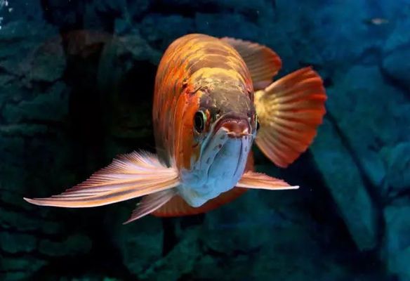 婁底水族館：婁底南海觀賞魚水族館 全國觀賞魚市場 第8張