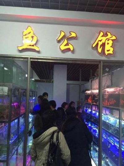 淮南觀賞魚批發(fā)市場(chǎng)：安徽淮南觀賞魚批發(fā)市場(chǎng)在哪里淮南觀賞魚批發(fā)市場(chǎng)在哪里 全國(guó)觀賞魚市場(chǎng) 第4張