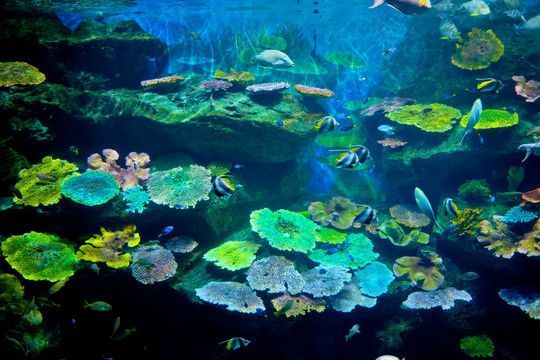 潮州水族館：深圳潮州水族館 全國觀賞魚市場 第2張