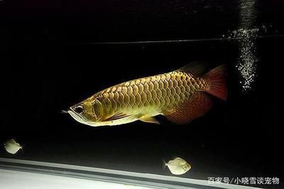 過(guò)背金龍魚(yú)用什么燈最好看：如何為過(guò)背金龍魚(yú)選擇合適的燈光 金龍魚(yú)百科 第5張