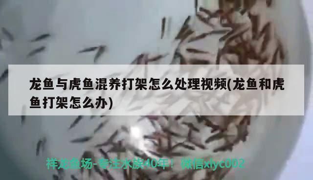 龍魚與虎魚混養(yǎng)打架怎么辦：龍魚與虎魚混養(yǎng)時(shí)打架怎么辦