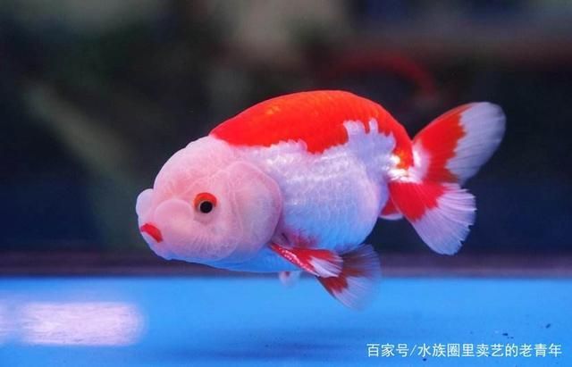 海鮮金龍魚：關(guān)于金龍魚的問題 水族問答 第2張