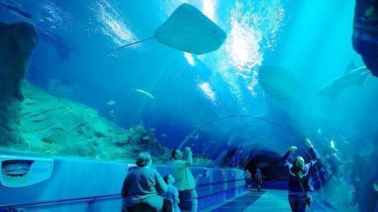 世界第一大水族館：全球最宏偉水族館的奧秘 水族館百科（水族館加盟） 第1張