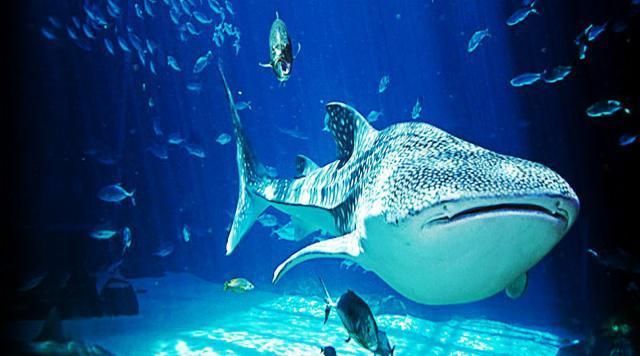 世界第一大水族館：全球最宏偉水族館的奧秘