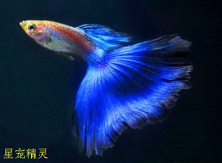 如何判斷觀賞魚(yú)飼料質(zhì)量：判斷觀賞魚(yú)飼料質(zhì)量的方法 觀賞魚(yú)百科 第2張