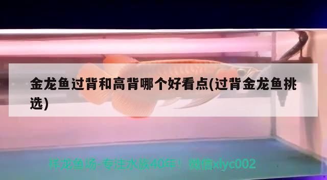 過背金龍魚能吃嗎有毒嗎：過背金龍魚可以吃嗎 金龍魚百科 第1張