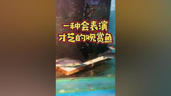 海豚魚缸圖片大全：海豚魚缸圖片大全大全 魚缸百科 第4張