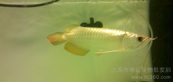 小過(guò)背金龍魚好養(yǎng)嗎怎么養(yǎng)：小過(guò)背金龍魚養(yǎng)殖指南 金龍魚百科 第5張