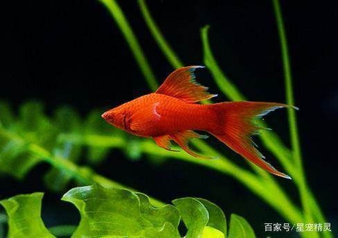 觀賞魚飼料適口性測試：觀賞魚飼料適口性測試是評估魚類對飼料的喜好程度