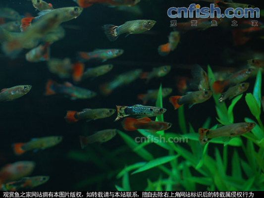 孔雀龍魚常見疾病預(yù)防措施：如何判斷孔雀龍魚的健康狀況 龍魚百科 第3張