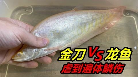 龍魚的飼料七星刀魚能吃嗎圖片：七星刀魚的飼養(yǎng)要求和混養(yǎng)注意事項(xiàng) 龍魚百科 第5張