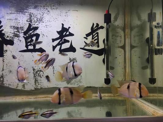 魚缸照明對(duì)魚體色的影響：如何選擇魚缸照明設(shè)備？ 魚缸百科 第5張