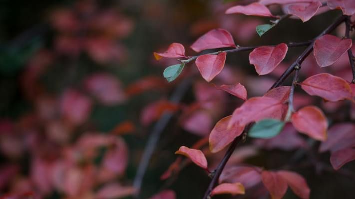 魚缸里長紅色的是什么：魚缸中紅色物體的種類繁多可能是珊瑚、藻類或魚卵等自然生長物 魚缸百科 第5張