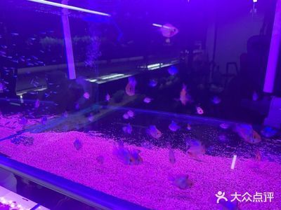 中山水族批發(fā)市場(chǎng)：中山市寵物市場(chǎng) 全國觀賞魚市場(chǎng) 第2張