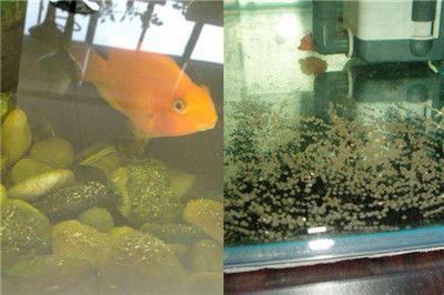 水族館如何管理魚(yú)卵孵化：水族館如何有效管理魚(yú)卵孵化 龍魚(yú)百科 第5張