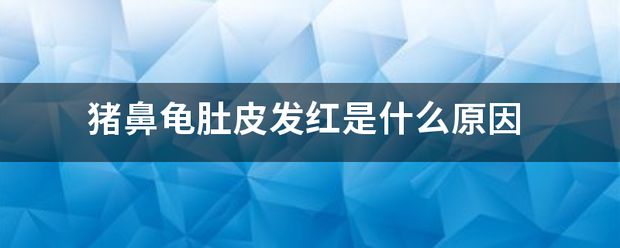 豬鼻龜皮膚發(fā)紅：豬鼻龜皮膚發(fā)紅怎么辦 豬鼻龜百科 第3張