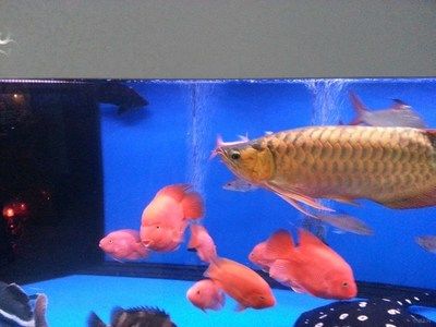 武漢紅龍魚價(jià)格表最新：怎樣的走勢，武漢紅龍魚價(jià)格飆升至300萬 紅龍魚百科 第4張