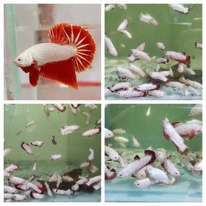 紅龍魚(yú)苗怎么挑選品種：如何挑選健康紅龍魚(yú)苗 紅龍魚(yú)百科 第3張