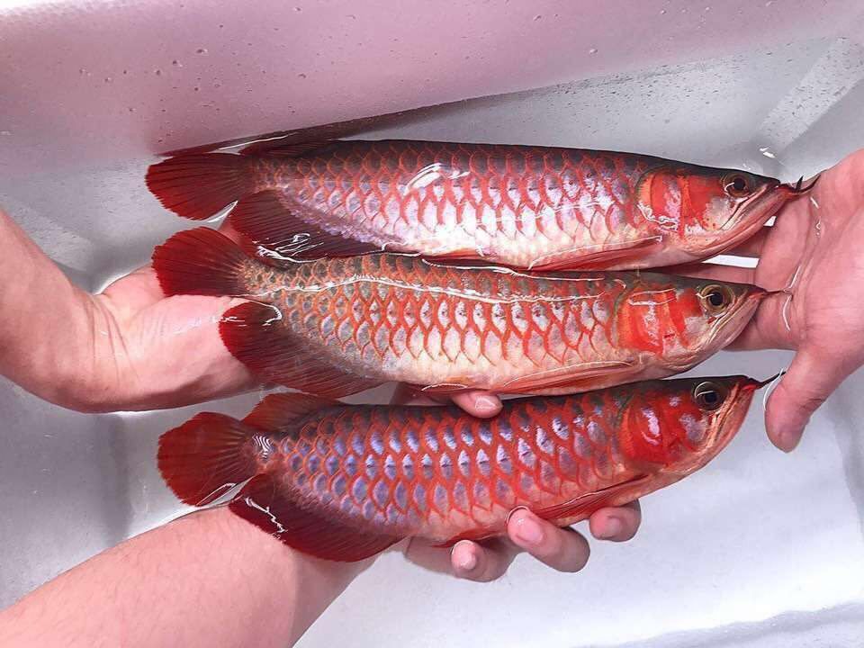 紅龍魚(yú)苗怎么挑選品種：如何挑選健康紅龍魚(yú)苗 紅龍魚(yú)百科 第5張