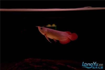 龍魚(yú)喂活魚(yú)的好處：如何給龍魚(yú)選擇合適的活餌，龍魚(yú)活餌喂養(yǎng)的健康風(fēng)險(xiǎn)對(duì)比 龍魚(yú)百科 第5張