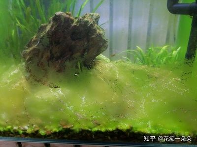 如何選擇合適的魚(yú)缸底砂：選擇合適的魚(yú)缸底砂是一個(gè)需要考慮多個(gè)因素的過(guò)程 魚(yú)缸百科 第2張