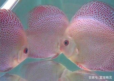 如何辨別觀賞魚飼料質(zhì)量：如何辨別觀賞魚飼料的質(zhì)量 觀賞魚百科 第2張