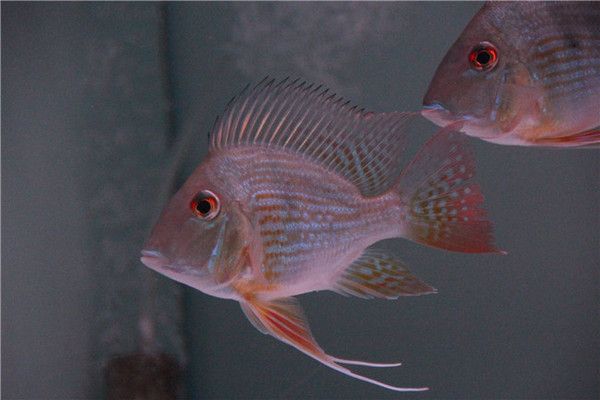 寶雞水族館 全國觀賞魚市場(chǎng) 第4張