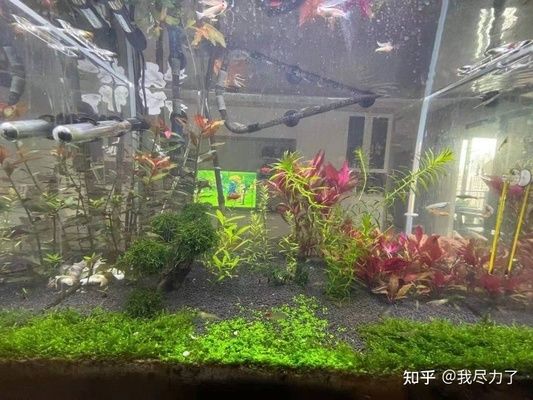 頂級(jí)魚缸造景圖片：頂級(jí)魚缸造景diy教程分享高端魚缸設(shè)計(jì)案例賞析 魚缸百科 第3張