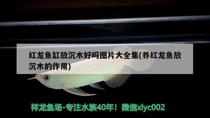 養(yǎng)紅龍魚放沉木的作用大嗎：養(yǎng)紅龍魚放沉木有積極作用嗎 紅龍魚百科 第3張