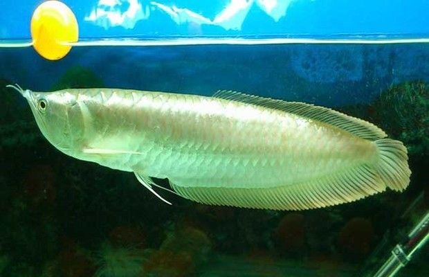 銀龍魚(yú)活食安全性評(píng)估：銀龍魚(yú)活食安全性評(píng)估顯示， 龍魚(yú)百科 第4張