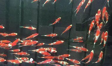 韶關(guān)水族批發(fā)市場 全國觀賞魚市場 第6張