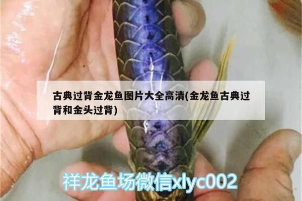 過(guò)背金龍魚(yú)有幾種顏色的圖片：過(guò)背金龍魚(yú)有幾種顏色的圖片詳情 金龍魚(yú)百科 第1張