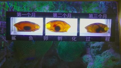 河北金龍魚：河北金龍魚是什么？ 水族問答 第2張