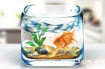 夢見魚缸里多了很多小魚：夢見魚缸小魚增多是什么意思 魚缸百科 第2張