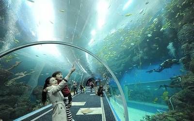 開一家水族館賺錢嗎知乎：開設(shè)水族館的盈利前景如何 水族館百科（水族館加盟） 第5張